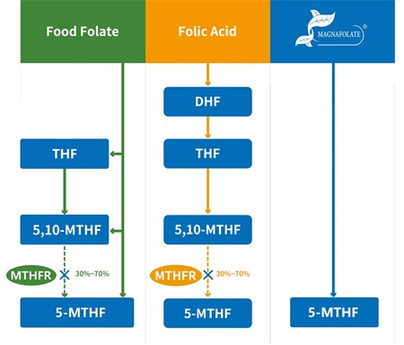 Metabolic conversion of folic acid.jpg