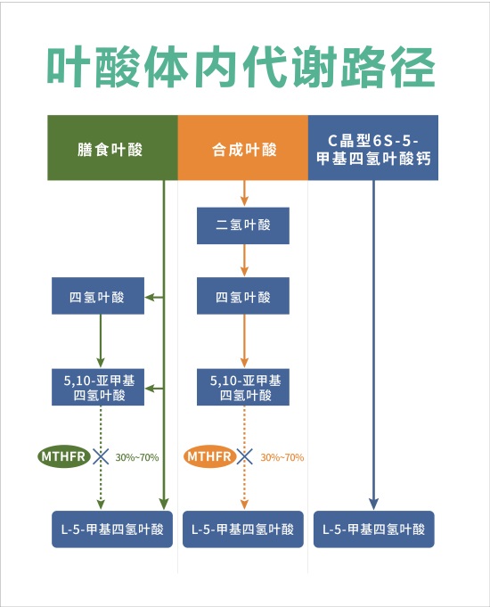 不同类型叶酸在体内代谢路径图.jpg