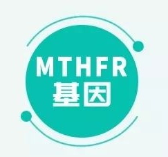 MTHFR基因.jpg